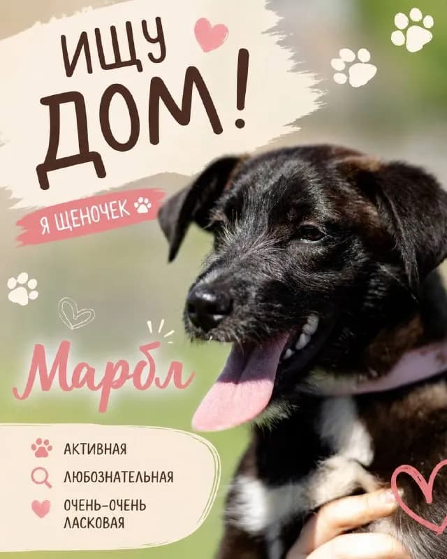 6 месяцев, которая очень ждет свою семью. Она совсем не крупная и вырастет ~до 15 кг. — Батуми