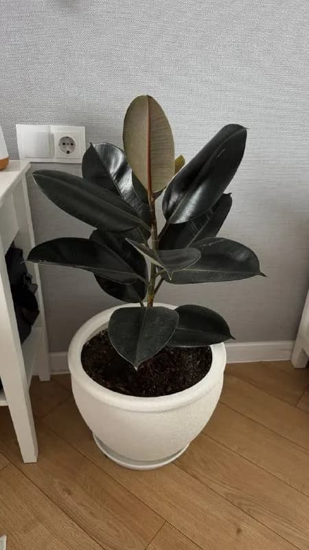 2 фикуса «Черный принц» — Тбилиси — 50 ₾