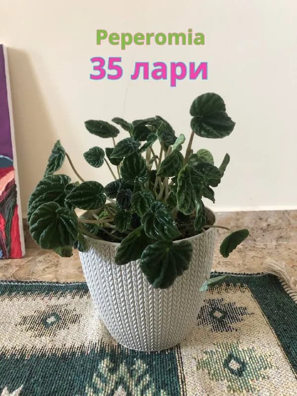 3 лари — Тбилиси — 3 ₾