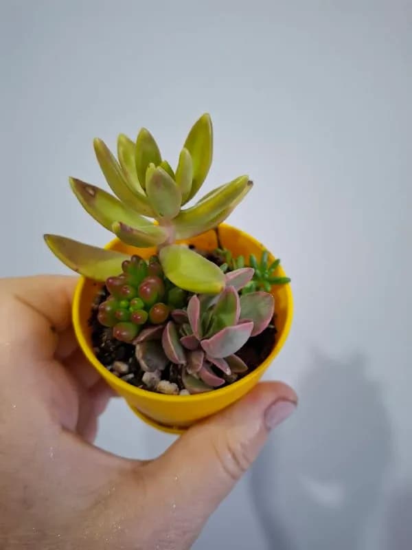 Суккуленты по 8 — Батуми — 65 ₾