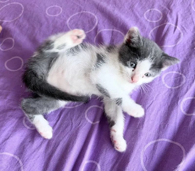10 котят 😻😻😻 — Тбилиси