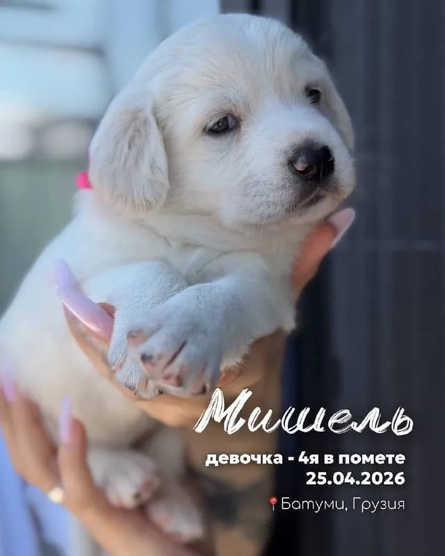 25.04.2026 родились прелестные щенки у моей спасенной собаки🥹 — Батуми