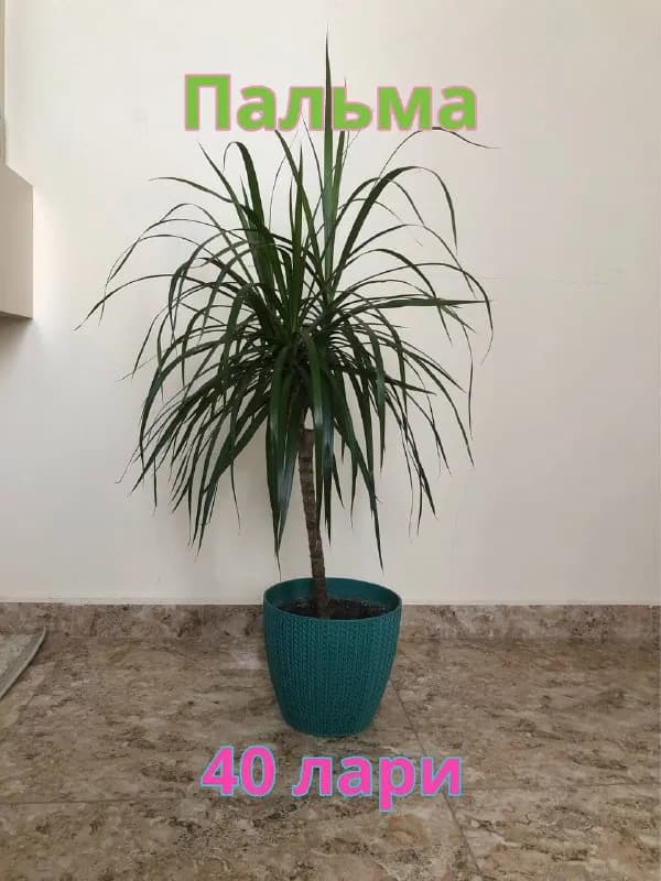 10 лари🌵 — Тбилиси — 10 ₾