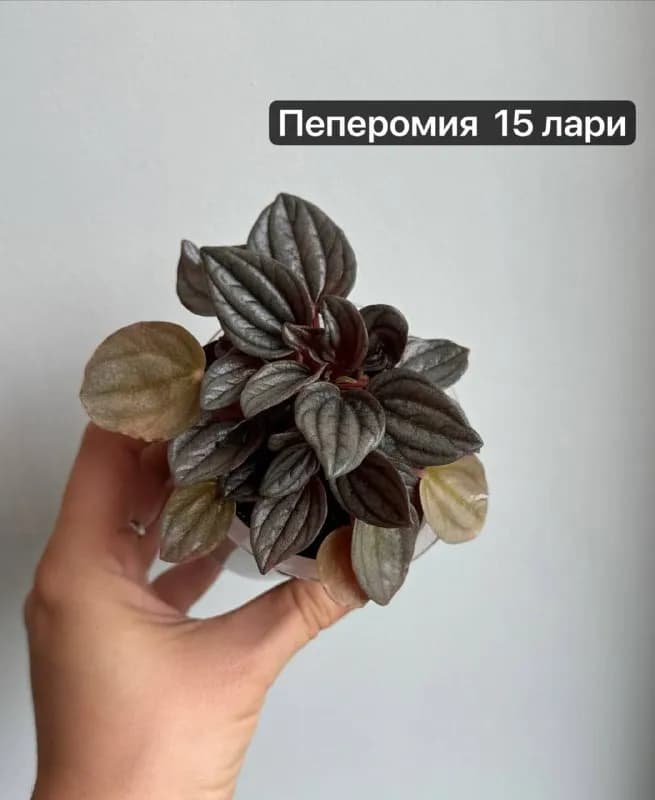 10-15 лари — Батуми — 15 ₾