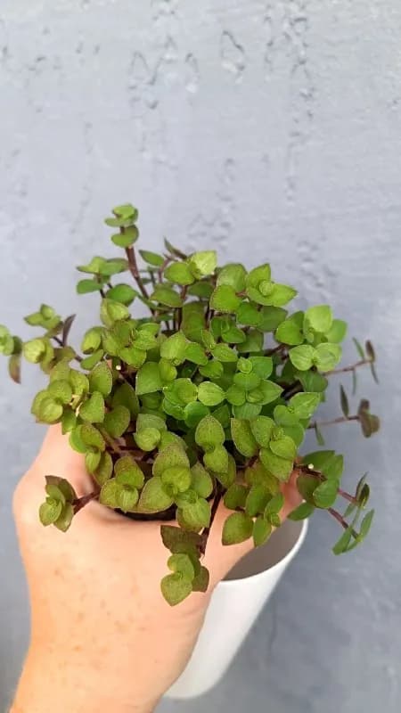 1. Каллизия зелёная 5 лари — Батуми — 5 ₾