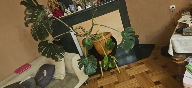 Monstera гигант.150 лари сабуртало — Тбилиси — 150 ₾