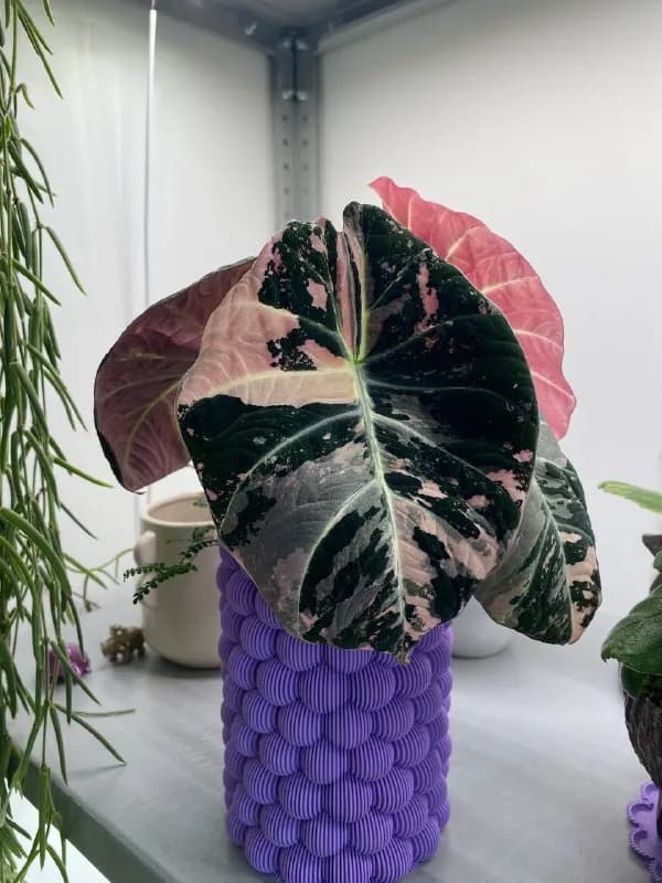 Alocasia Black Velvet Pink Variegated — Тбилиси — 70 ₾
