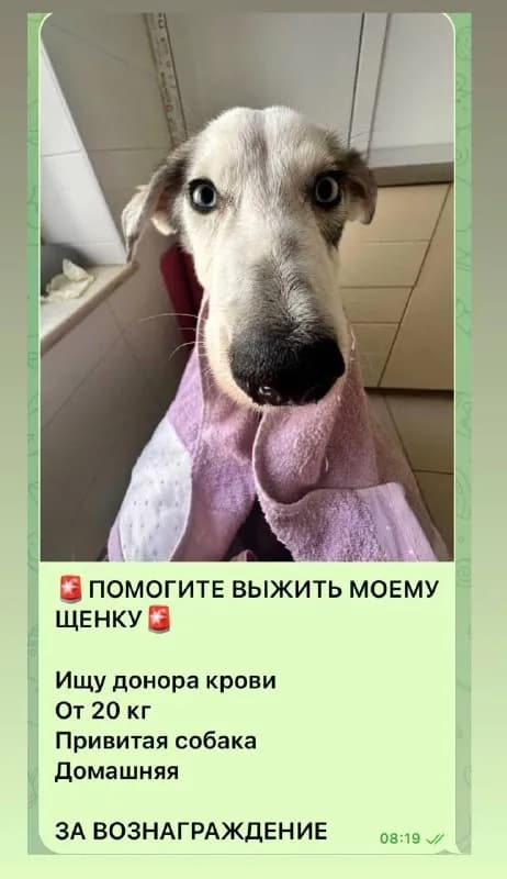 200 лари вознаграждение! — Тбилиси — 200 ₾