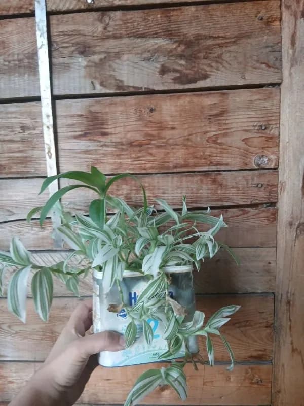 15 лар .ПЛОЩАДЬ свободы — Тбилиси — 15 ₾