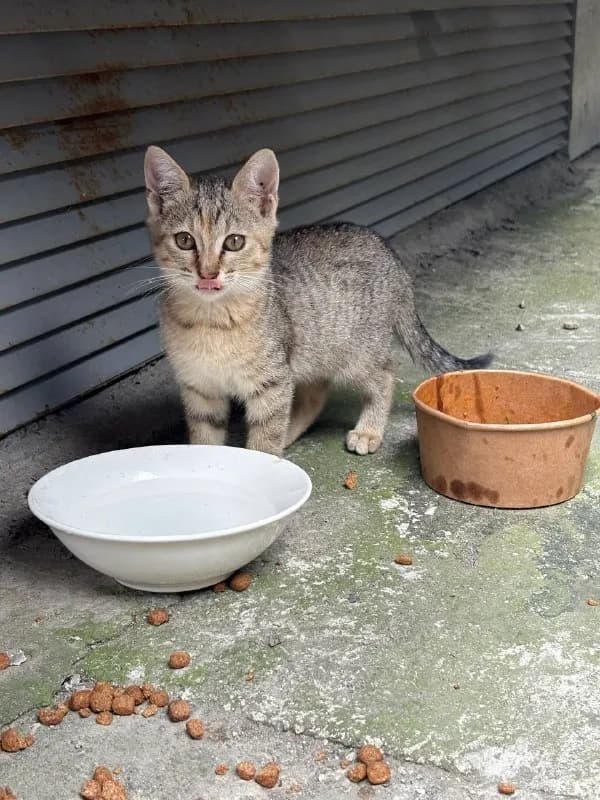 4 котенка ищут дом. Кошка родила котят, им около 2х месяцев. Кошка совсем малышка, мы с соседями их — Батуми
