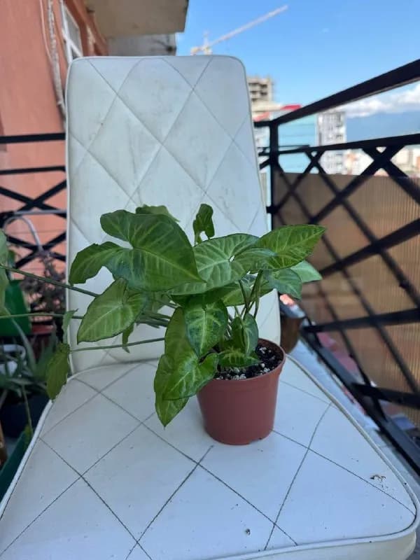 Сингониум Белая Бабочка — Батуми — 15 ₾