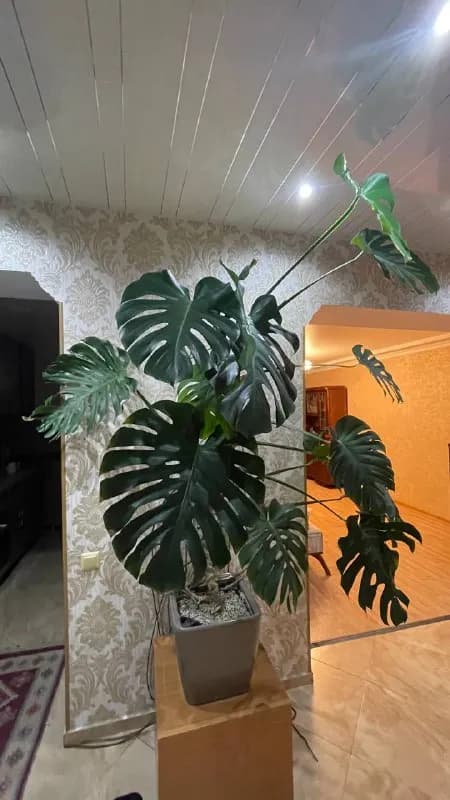 Монстера — Тбилиси — 250 ₾