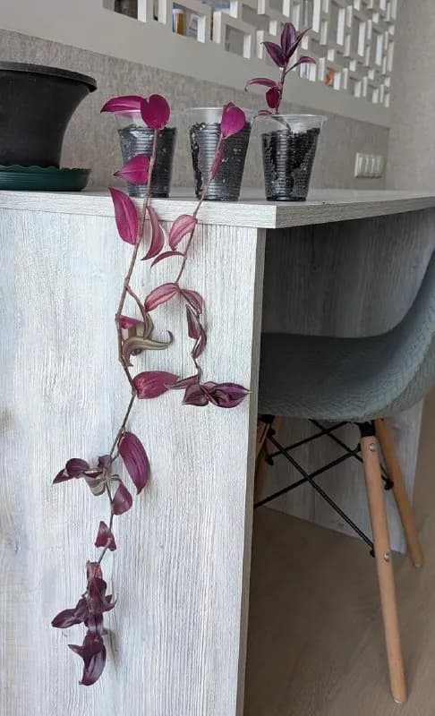 🌱 Традесканция зебрина — Батуми