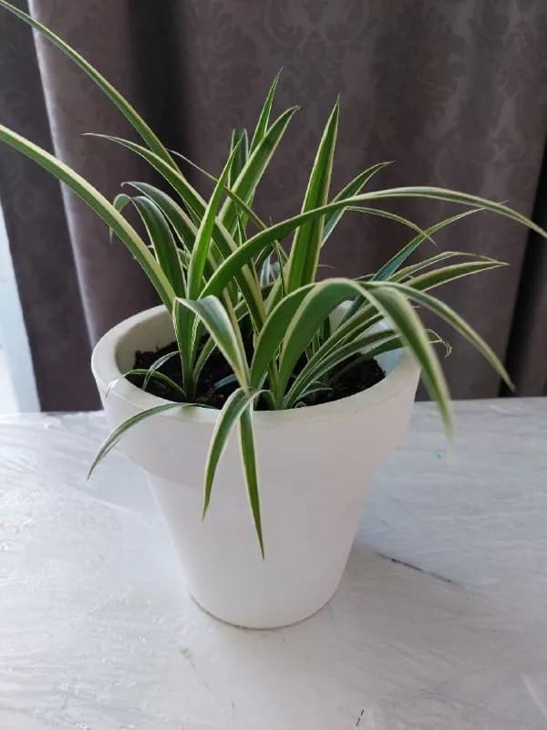 Комнатные растения Хлорофитум — Батуми — 25 ₾