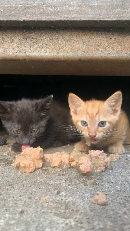 Котята ищут дом — Батуми
