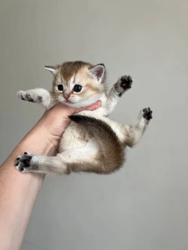 Котята Scottish Straight cat — Батуми