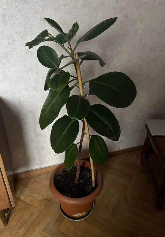 140-145 см в высоту — Тбилиси — 140 ₾