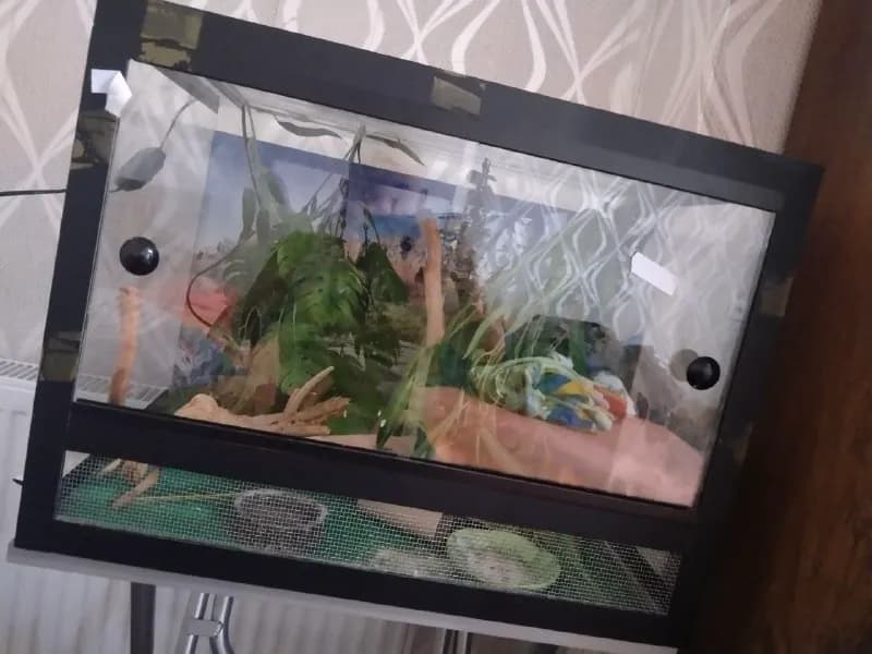 2 дня! Продаю террариум с наполнением. Размер 60*50, высота 40. Делали за 300 лари, продаю за 200. Т — Тбилиси — 300 ₾