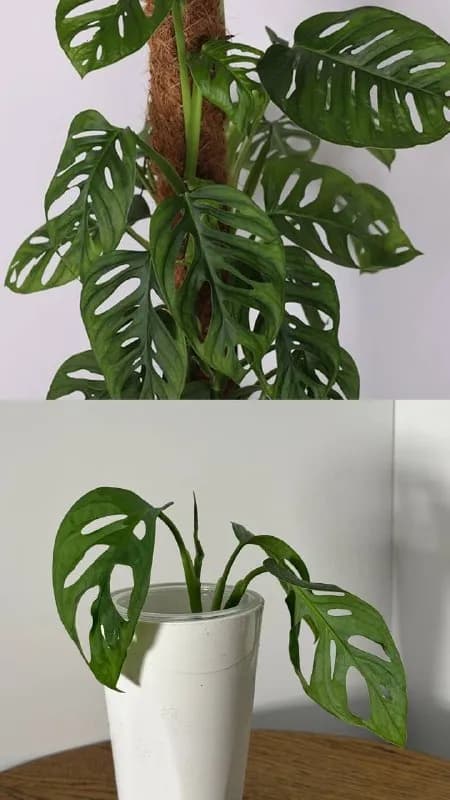 1. Monstera adansonii-10 gel — Тбилиси — 10 ₾