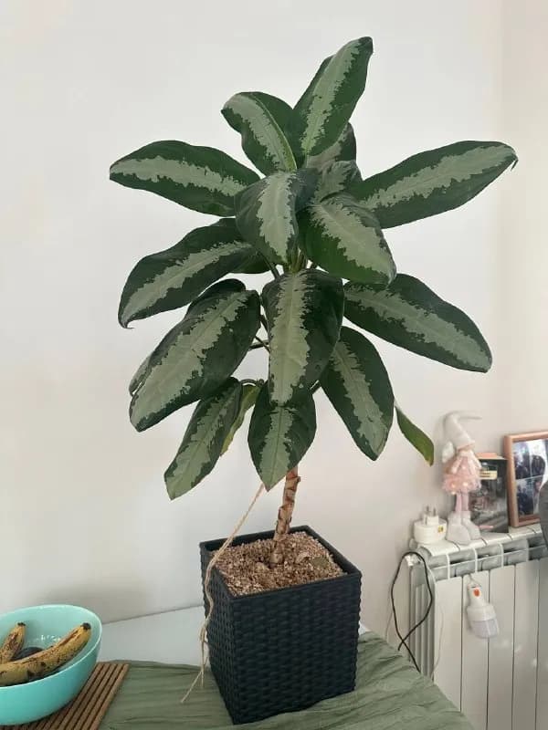 Aglaonema в горшке с удобрением и пульверизатором — Батуми — 110 ₾