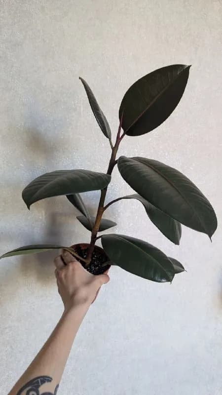 Фикус эластика 35 см — Тбилиси — 50 ₾