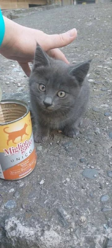 Котенок Бампси 2 месяца, привит — Тбилиси