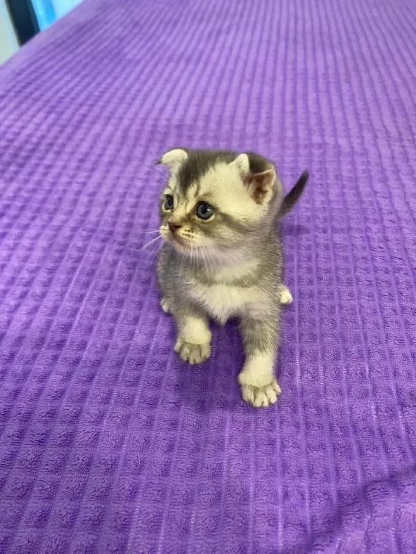 Очаровательные котята ищут хозяев — Батуми