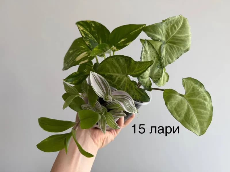 10 лари: — Батуми — 10 ₾