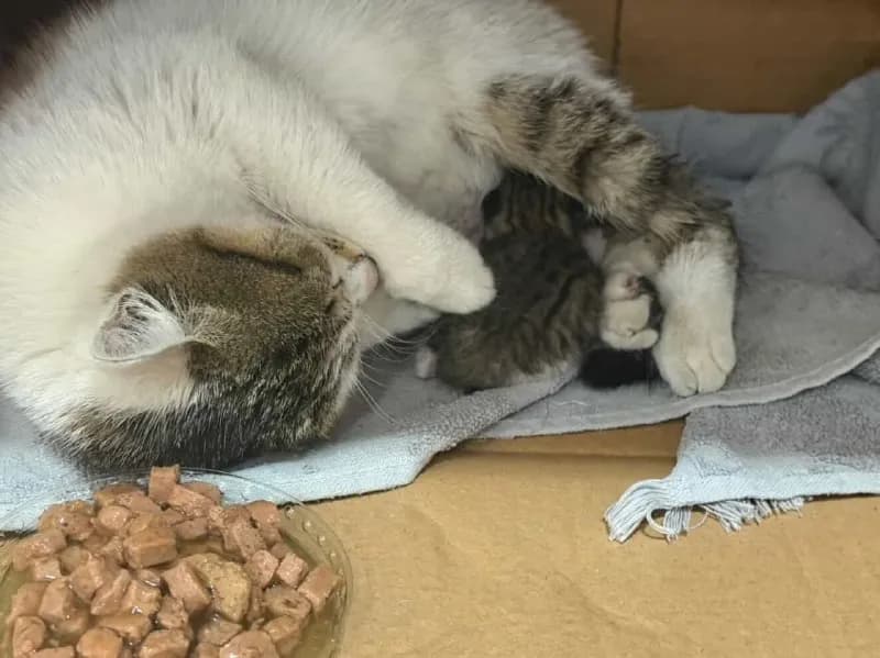 Кошка и котенок