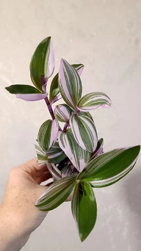 Растения (Традесканции) — Батуми — 5 ₾