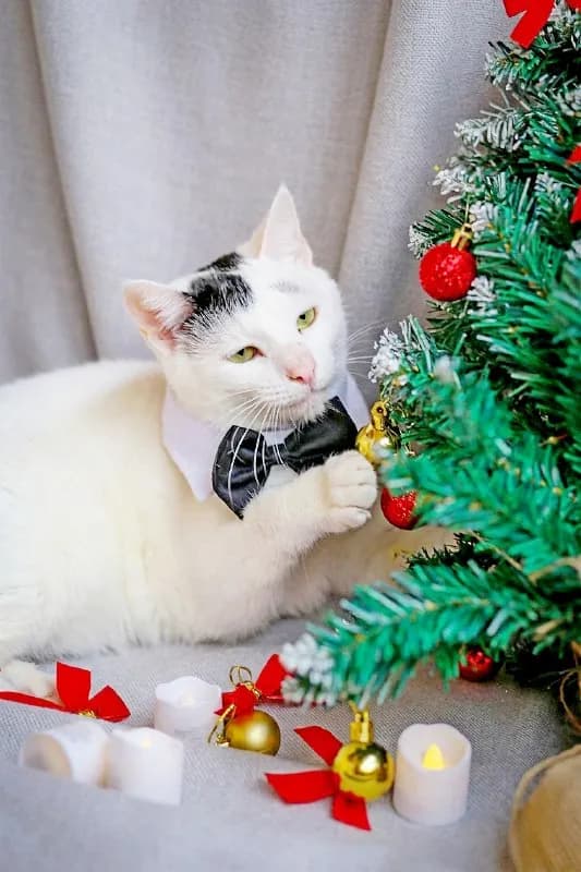 Коты Марлон и Мовита ищут дом — Батуми