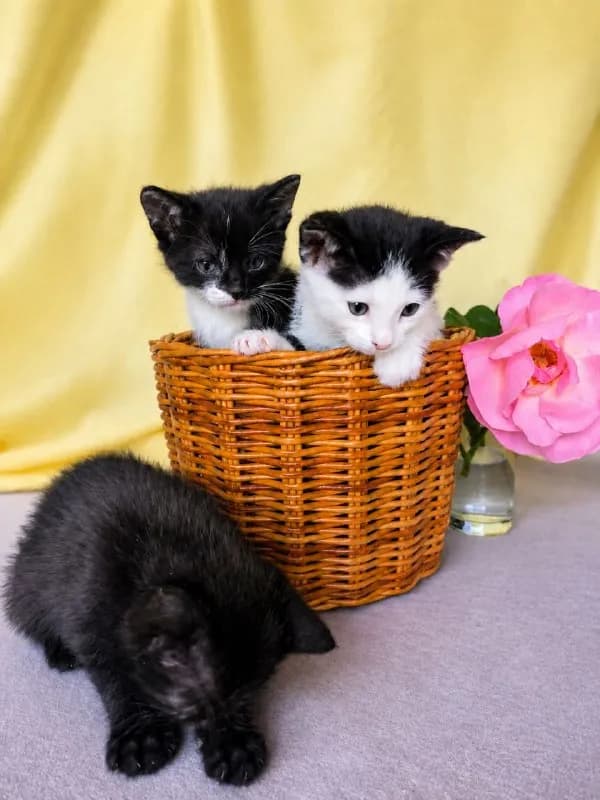 Котята в добрые руки — Тбилиси
