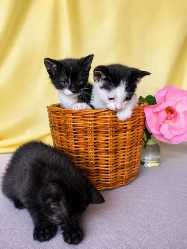 Котята ищут дом — Тбилиси