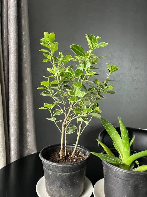 Растения: бересклет и алое — Батуми — 30 ₾