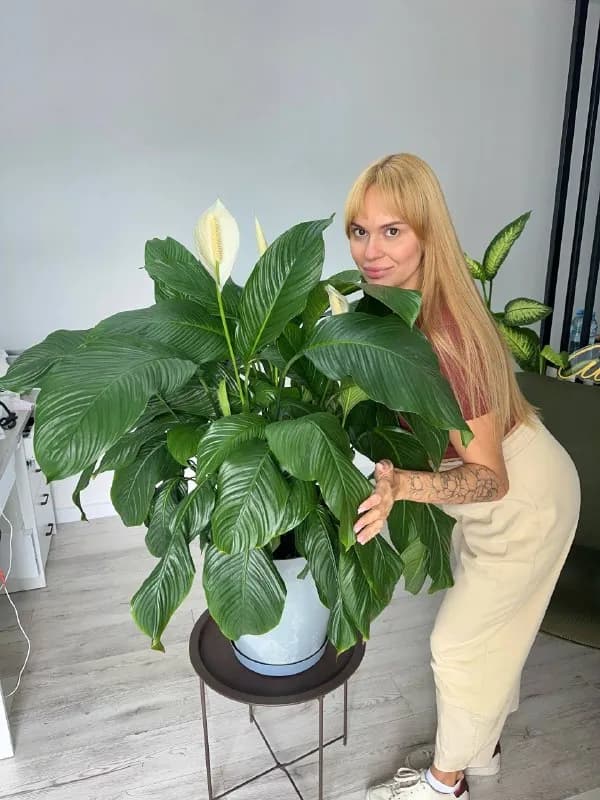 Спатифиллум около метра — Батуми — 450 ₾