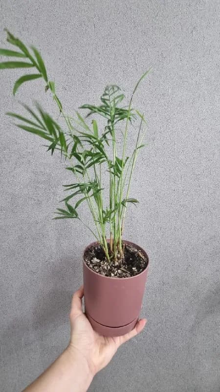 Растения в горшках — Батуми — 15 ₾